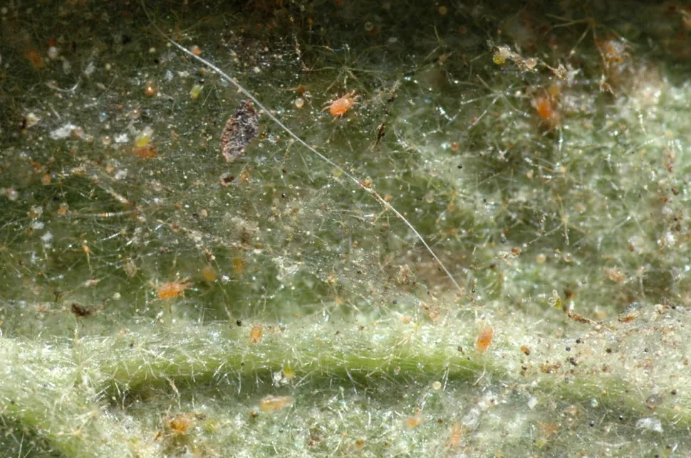 Red spiders on their web