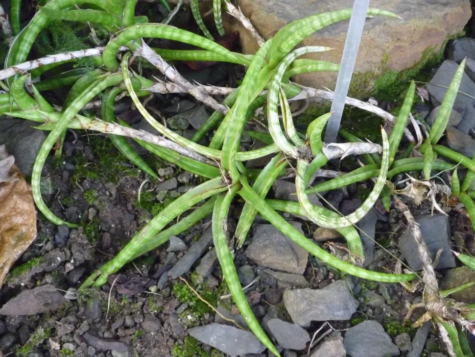 Sansevieria ballyi,Botanischer Garten von Meise, Belgien