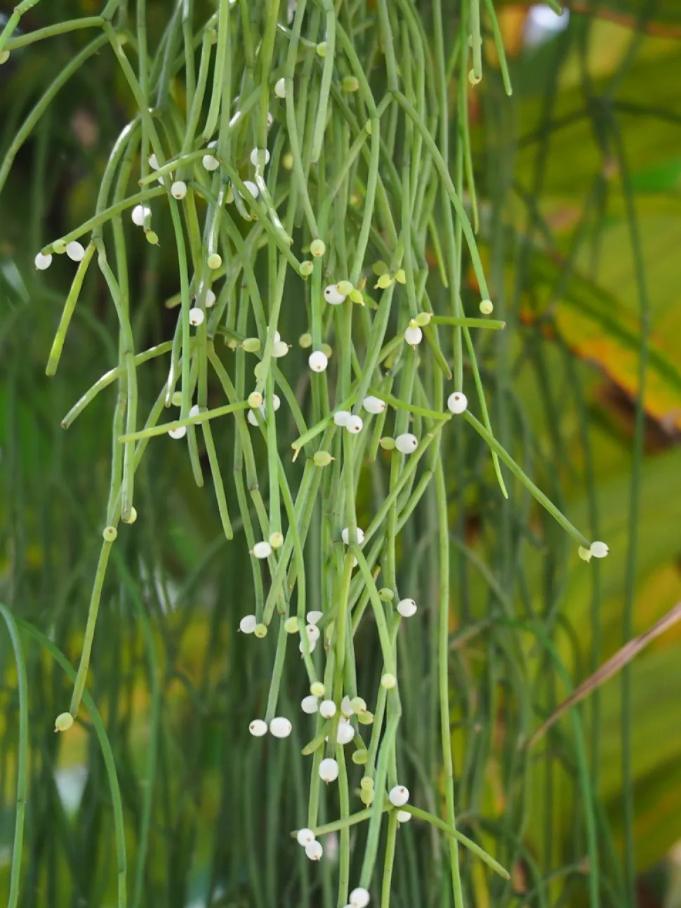 Rhipsalis baccifera con bacche