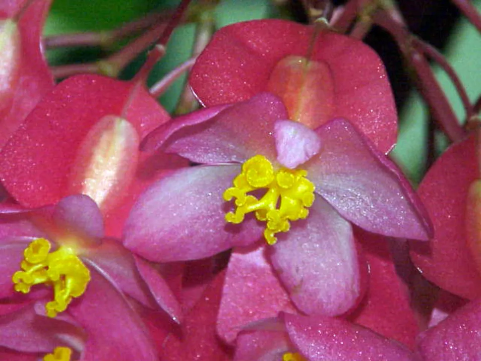 Fiore rosa con cuore giallo Begonia x lucerna