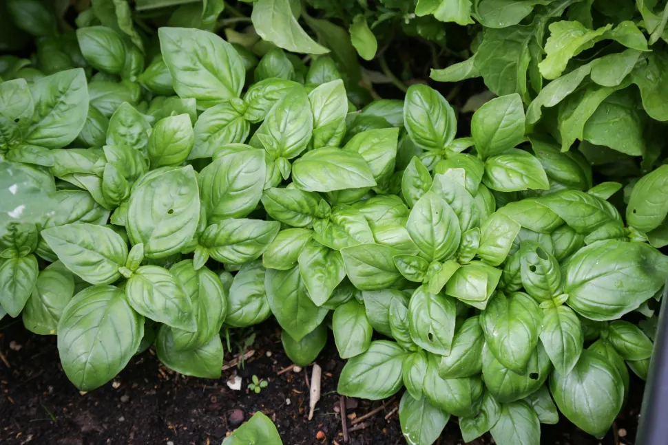 Aromatisk plante basilikum