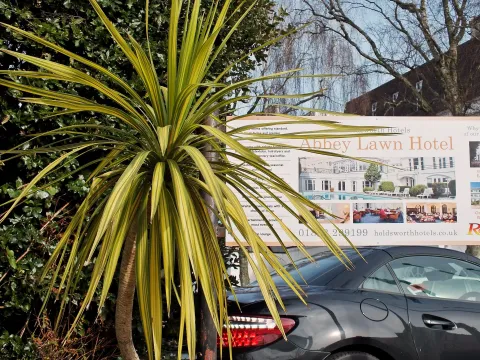 Cordyline australis met groen-bonte bladeren