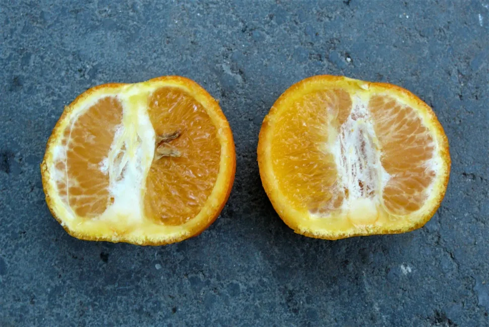 Inde i en Citrus auranium-frugt