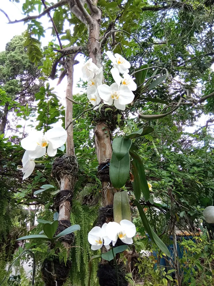 Phalaenopsis amabilis en la naturaleza