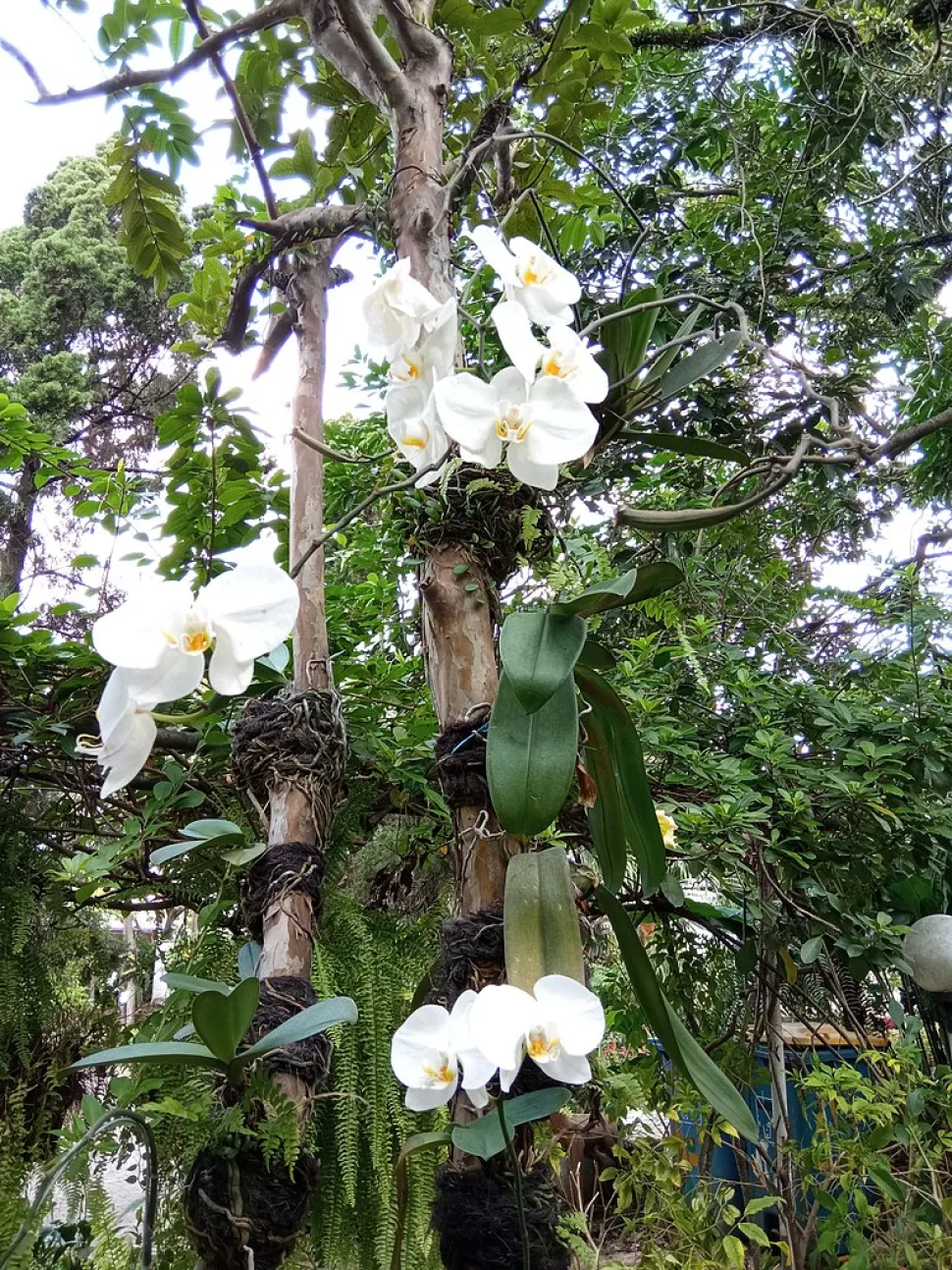 Phalaenopsis Amabilis in der Natur