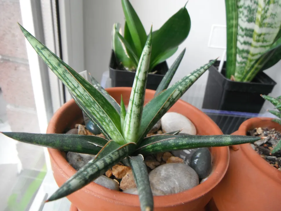 Sansevieria ballyi