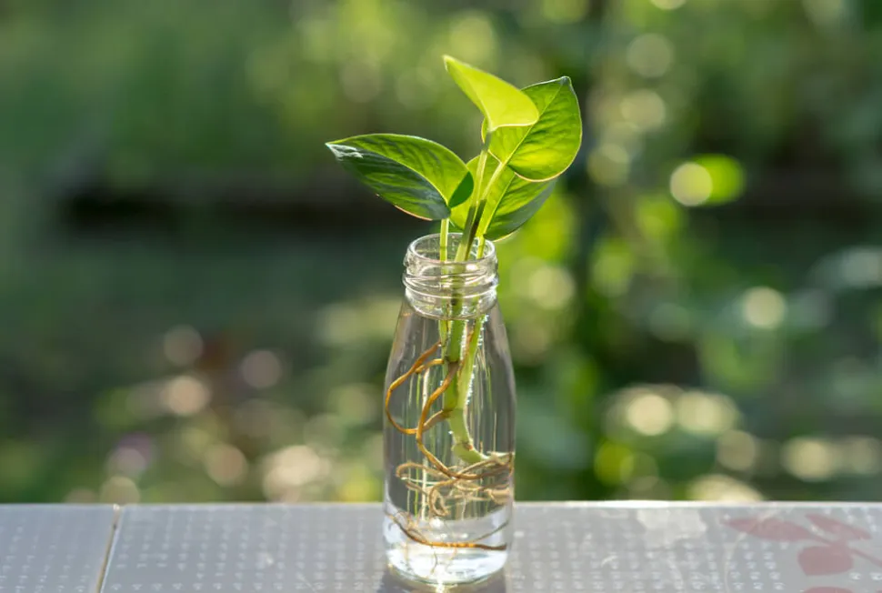 Indendørs hydroponisk plante