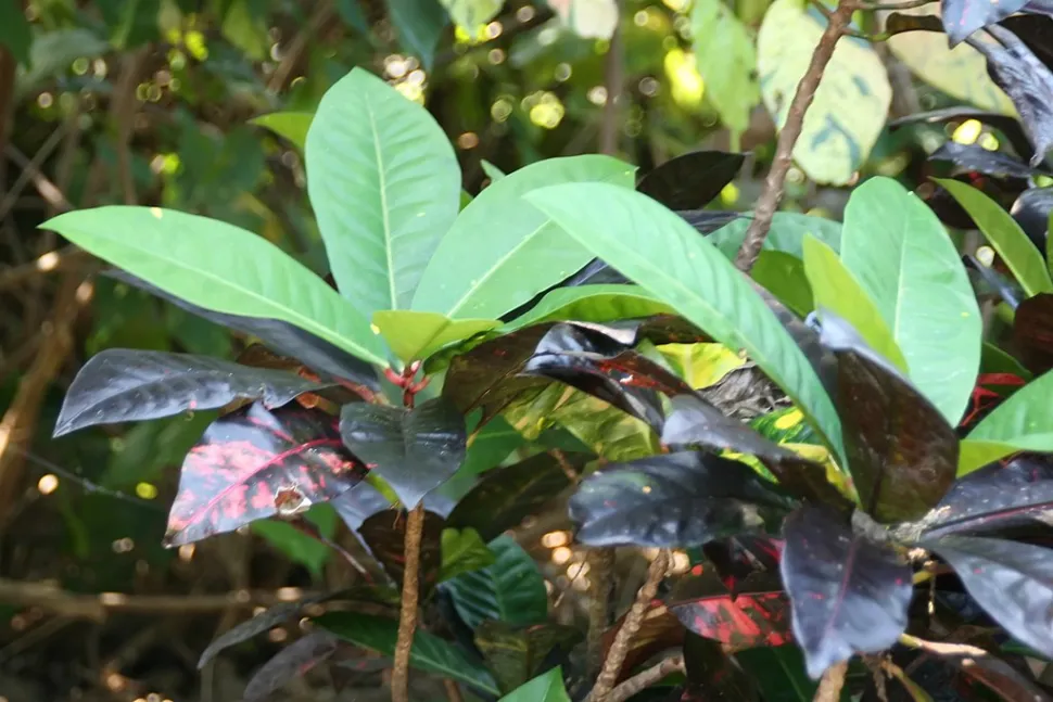 Feuilles de croton Norma