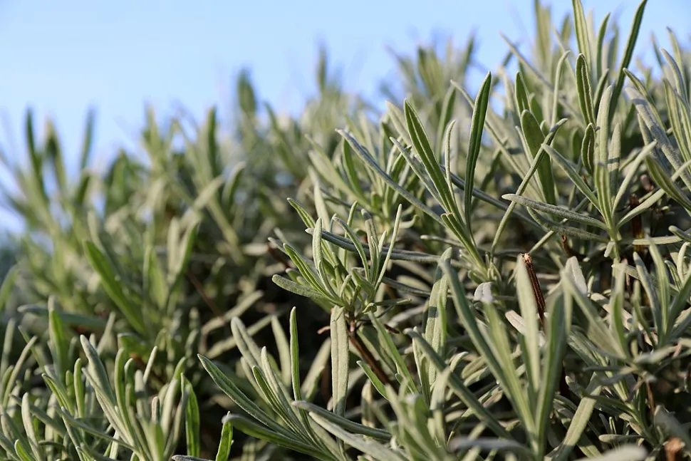 Folhas longas e estreitas de lavanda verdadeira