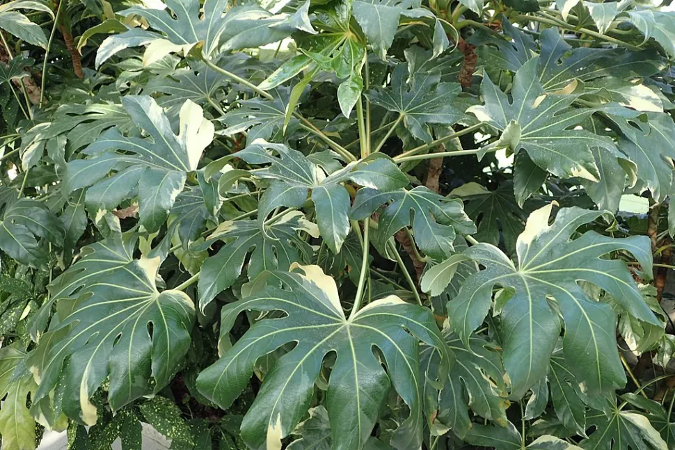 Fatsia japonica met bonte bladeren