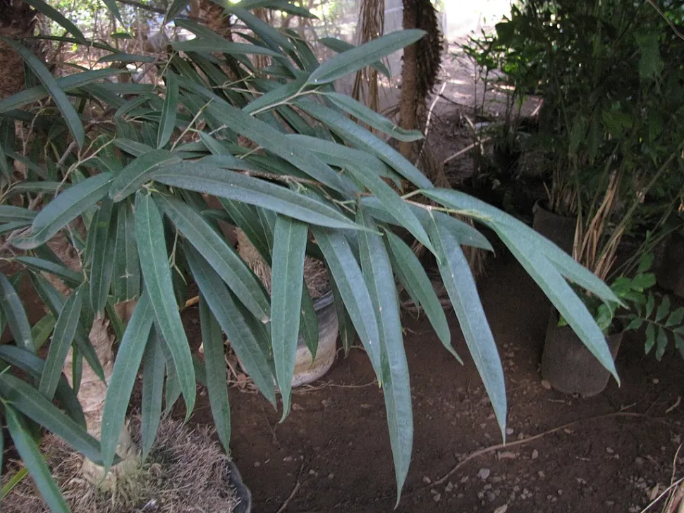 Blätter von Ficus alii