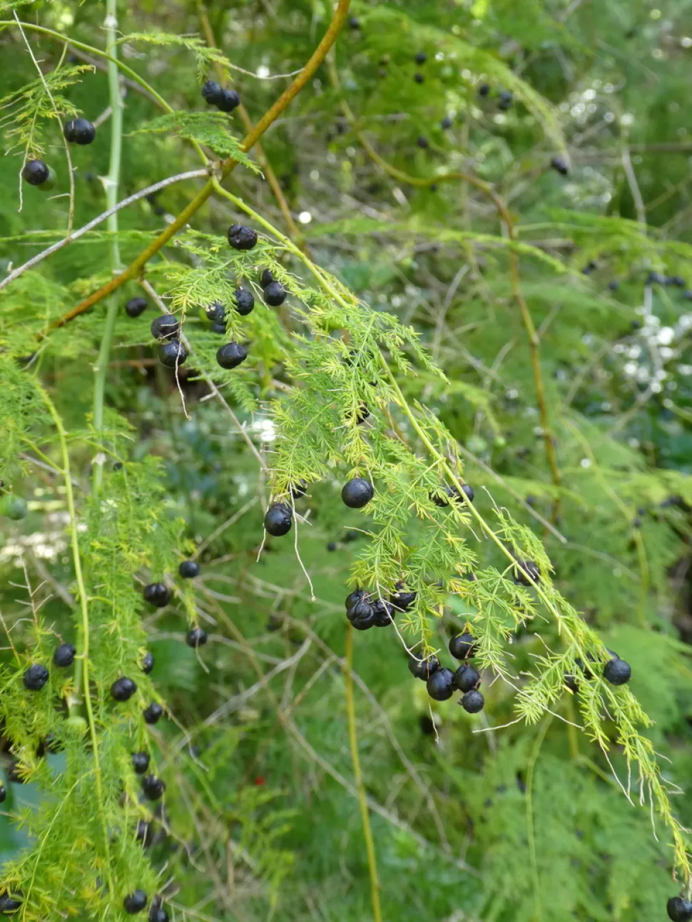 Bayas venenosas de Asparagus setaceus