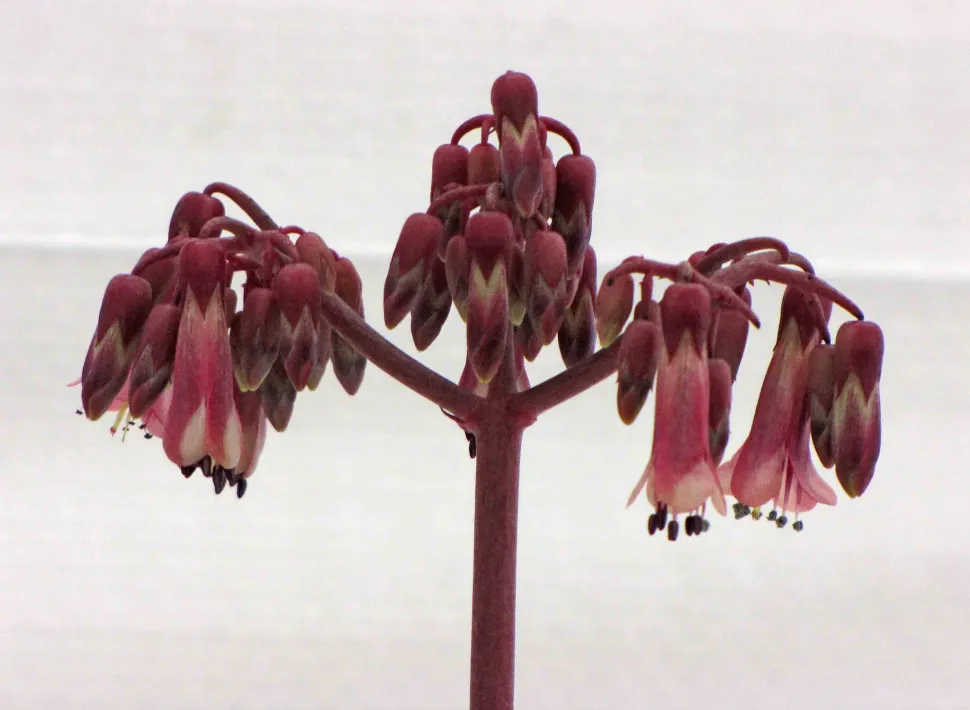 Flores de Kalanchoe por Daigremont