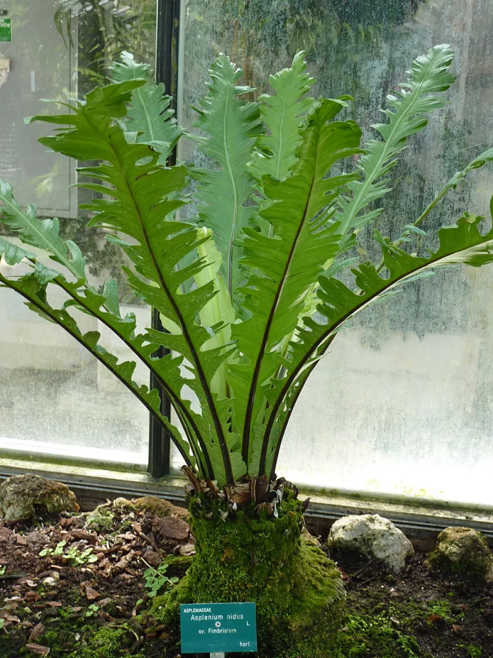 Asplenium nidus i et drivhus