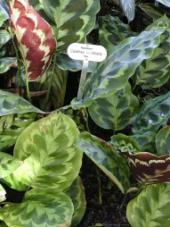 Calathe Medaillon gebladerte