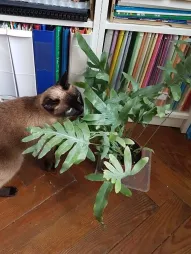 Phlebodium pseudoaureum in een pot