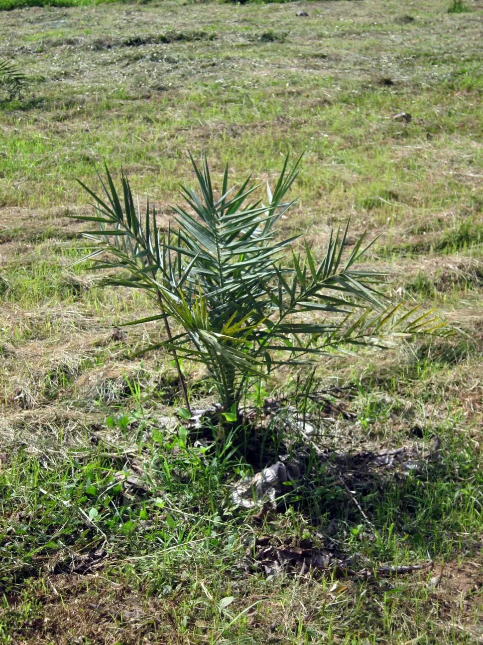 Dadelpalm, één of twee jaar oud