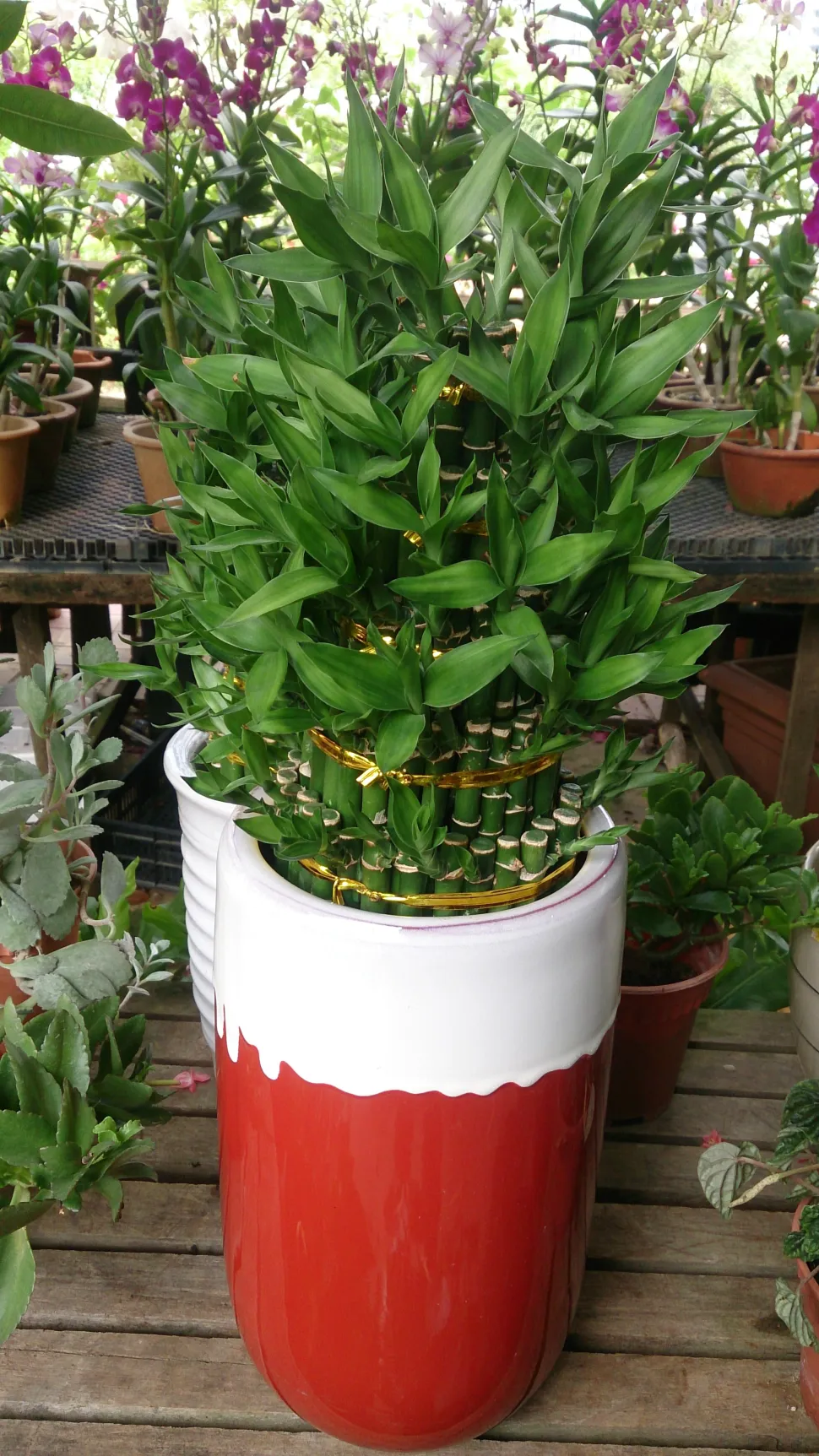 Lucky Bamboo rød og hvid potte
