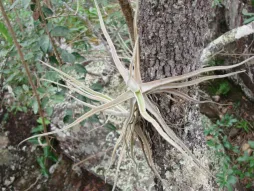 Planta epífita hojas hélix