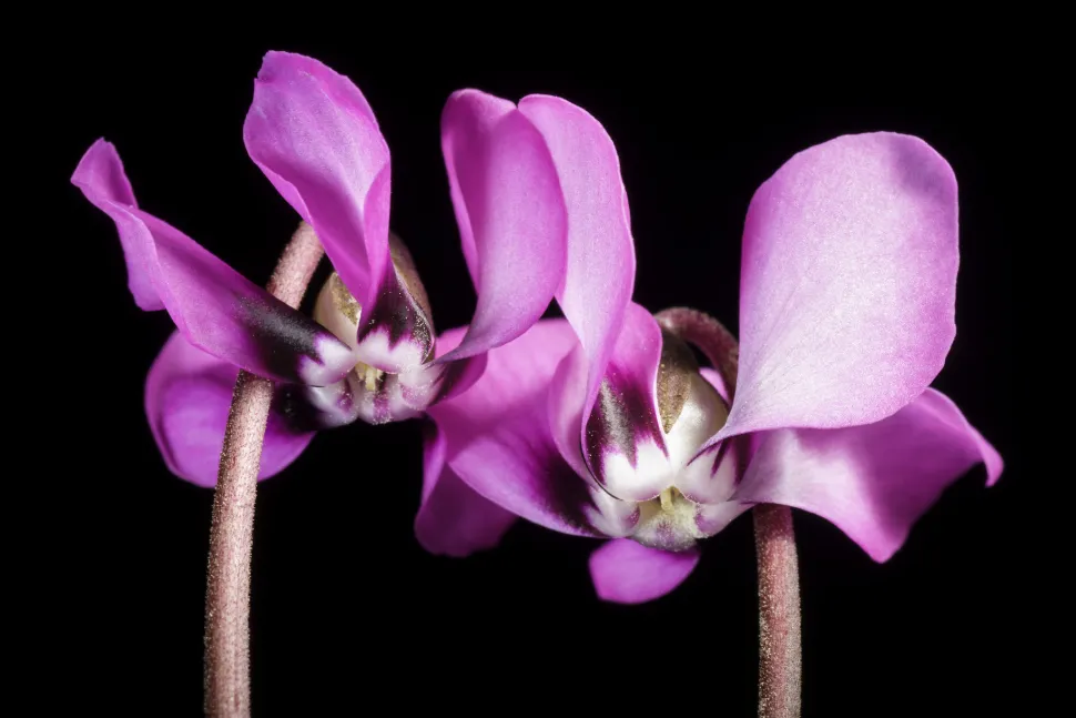 Flores cor-de-rosa Cyclamen coum