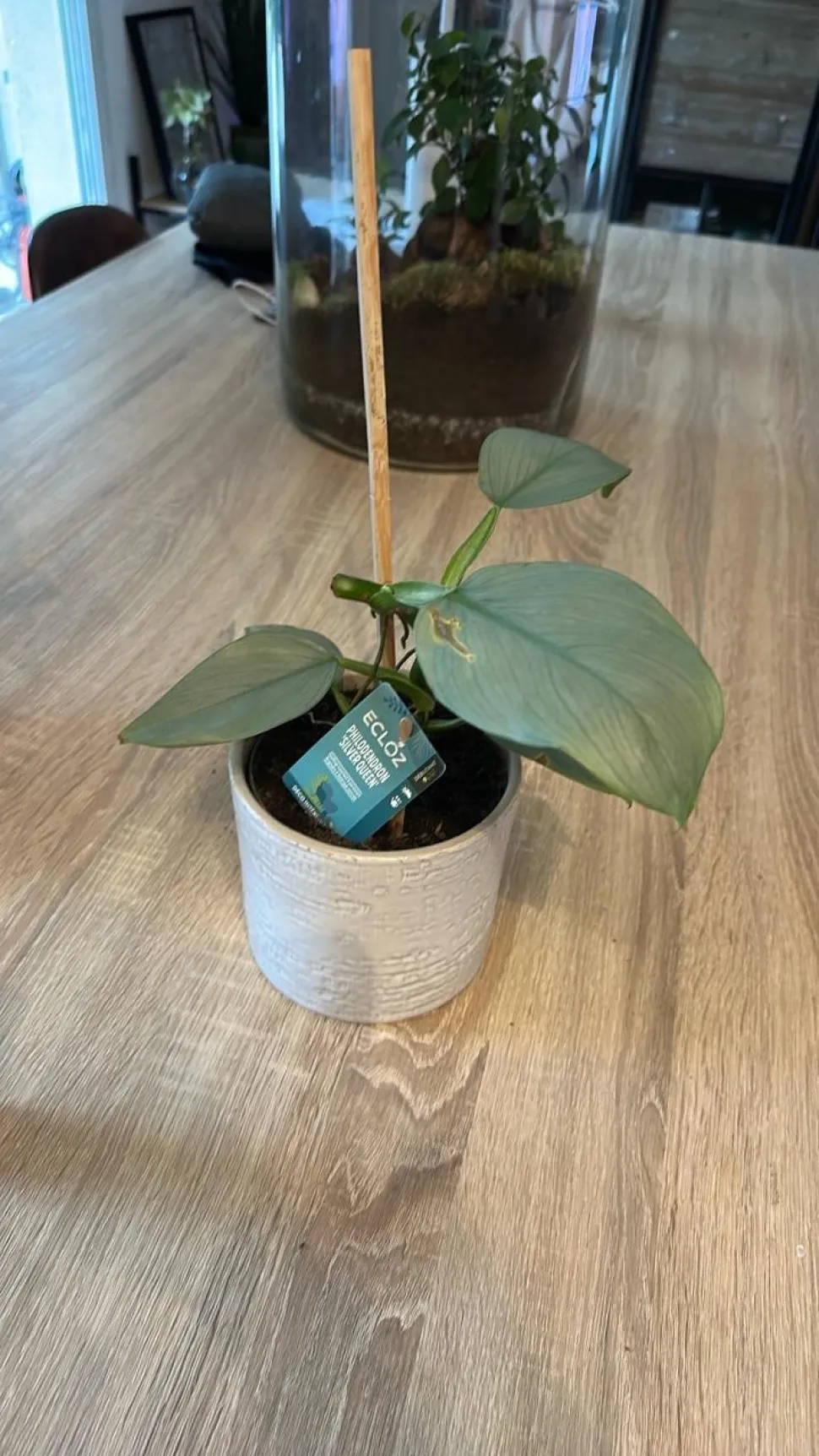 Philodendron 'Silver Queen'