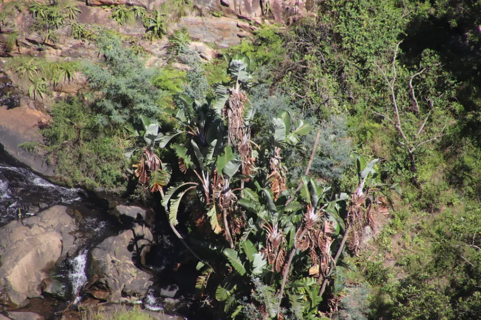Strelitzia de montagne dans son milieu naturel