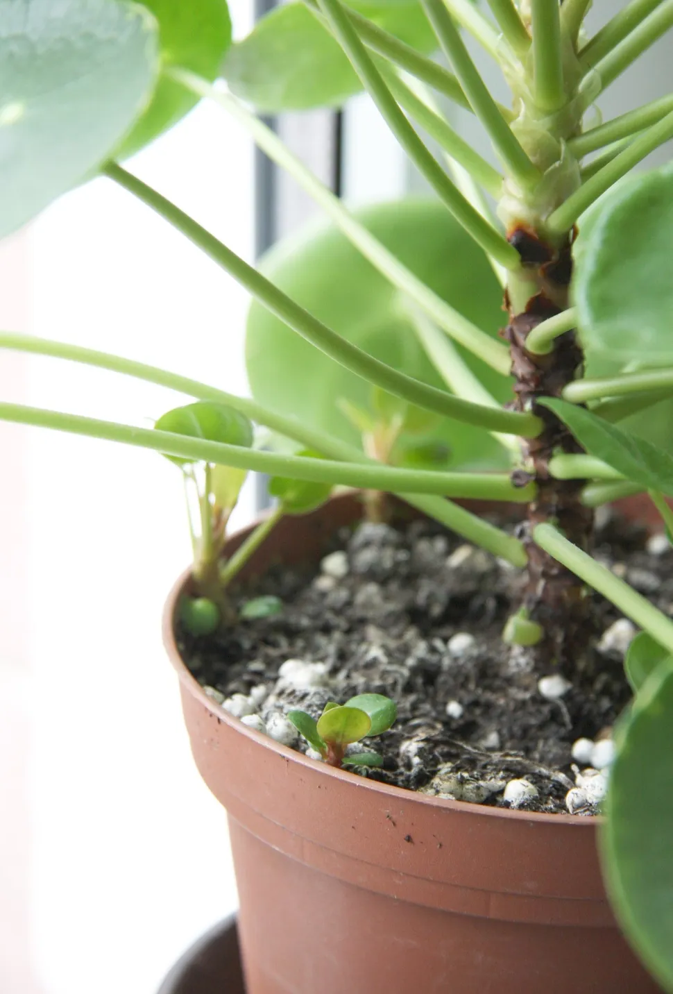 Pecíolos em espiral de uma planta de moeda chinesa