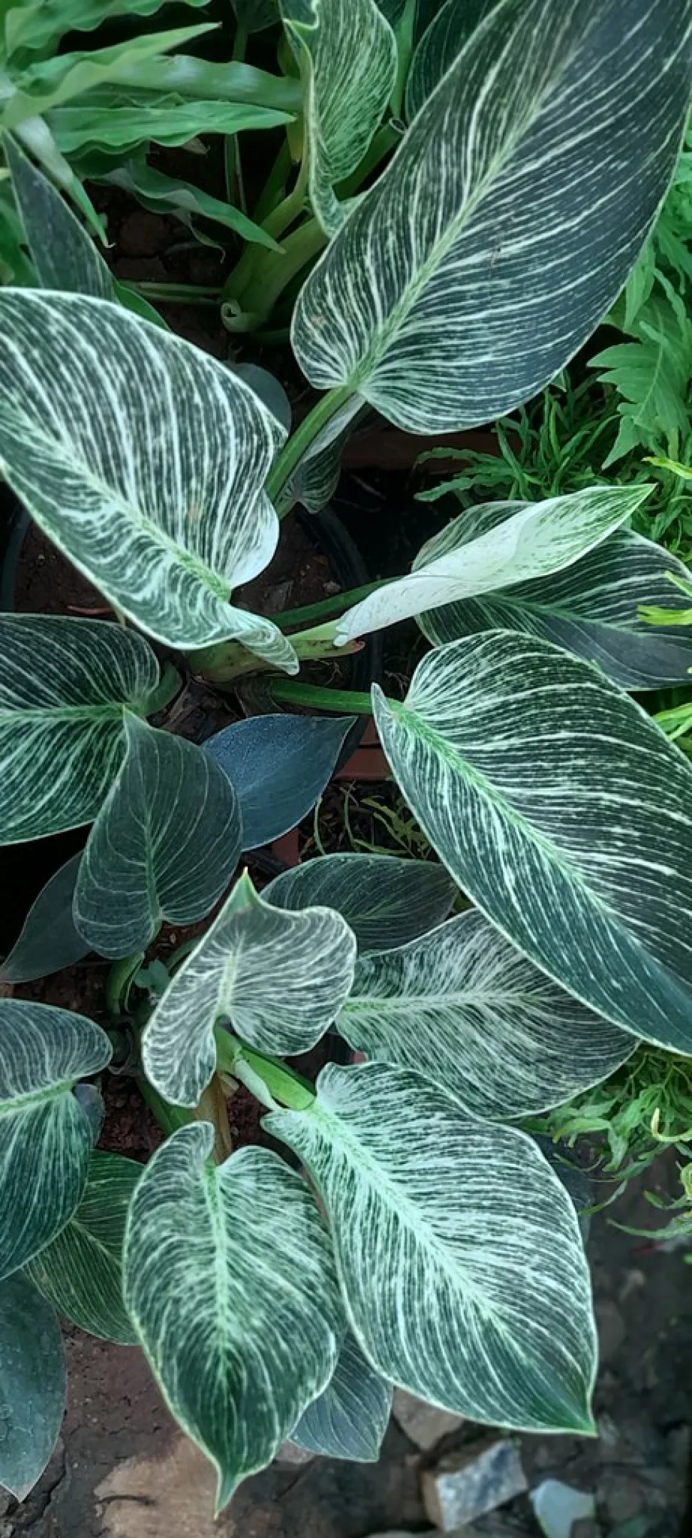 Foglie cordate verdi con venature bianche philodendron Birkin