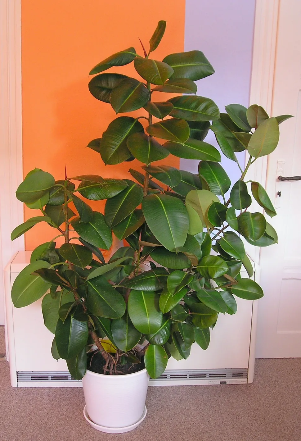 Ficus elastica im Topf