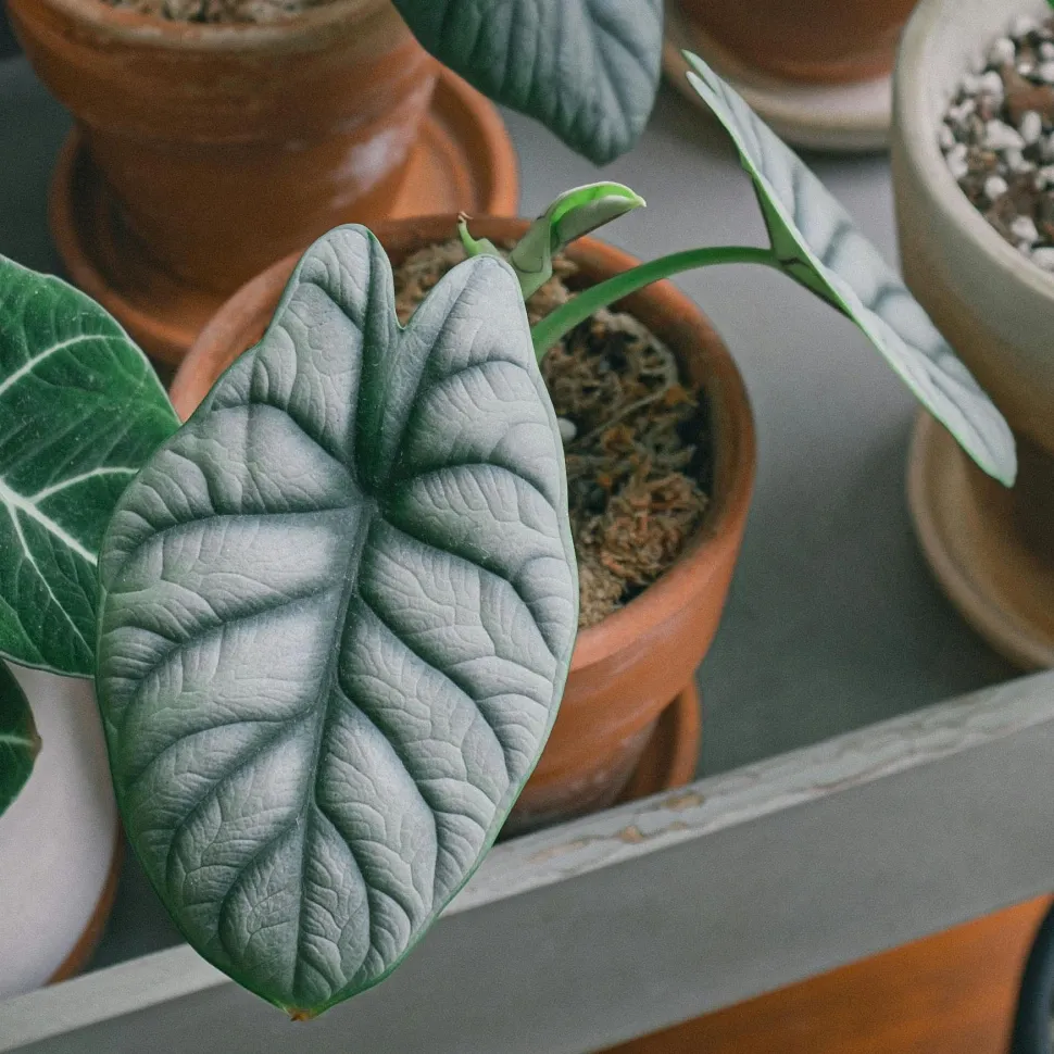 Hojas de Alocasia Silver Dragon