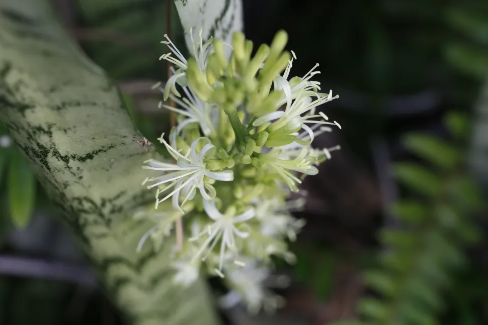 Sansevieria trifasciata em flor