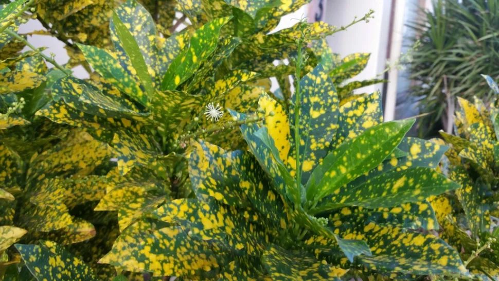 Hojas verdes y amarillas croton Polvo de oro