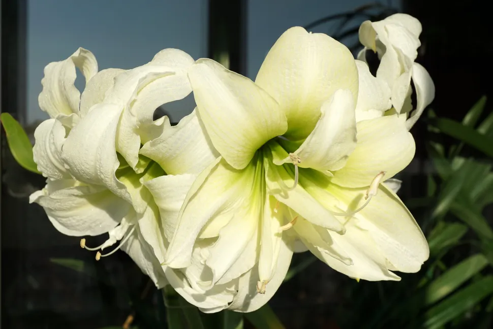 Amaryllis blanche Hippeastrum