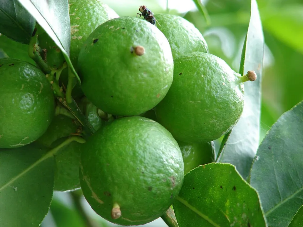 Limone citrus aurantiifolia