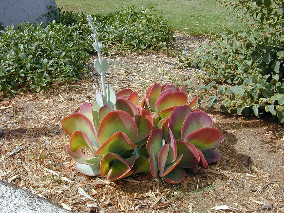 Kalanchoe with red-edged leaves