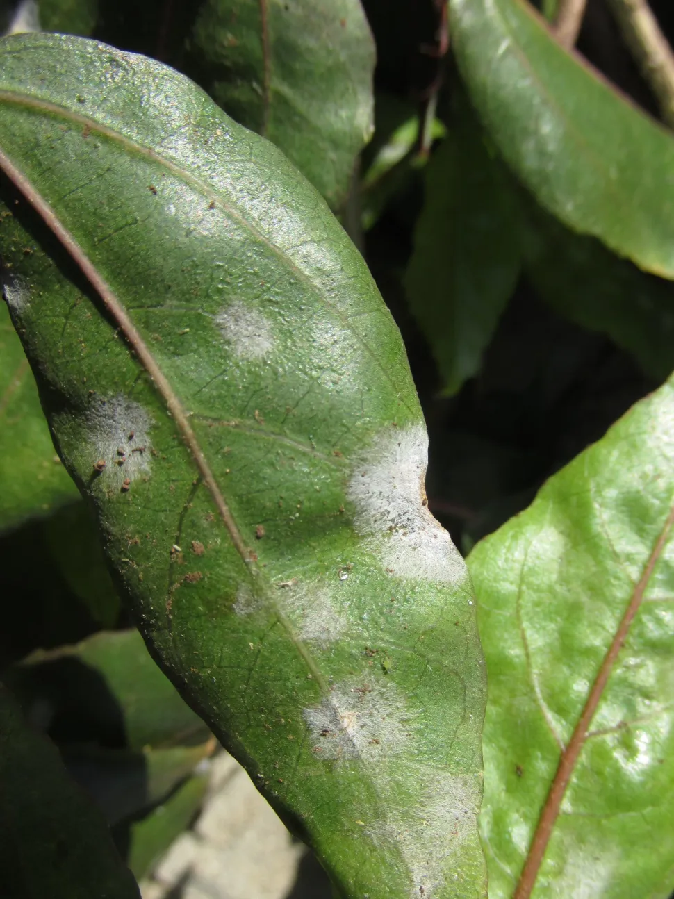Traces d'oIdium sur une feuille d'hibiscus