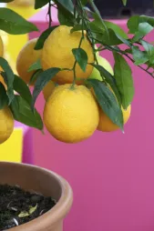 Limones amarillos en una rama