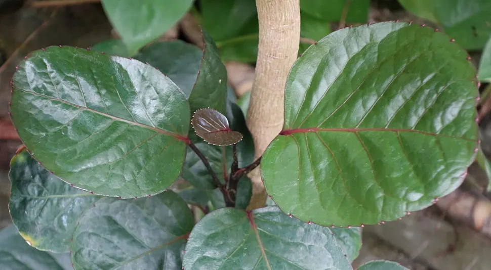 Lackierte Blätter Polyscias scutellaria