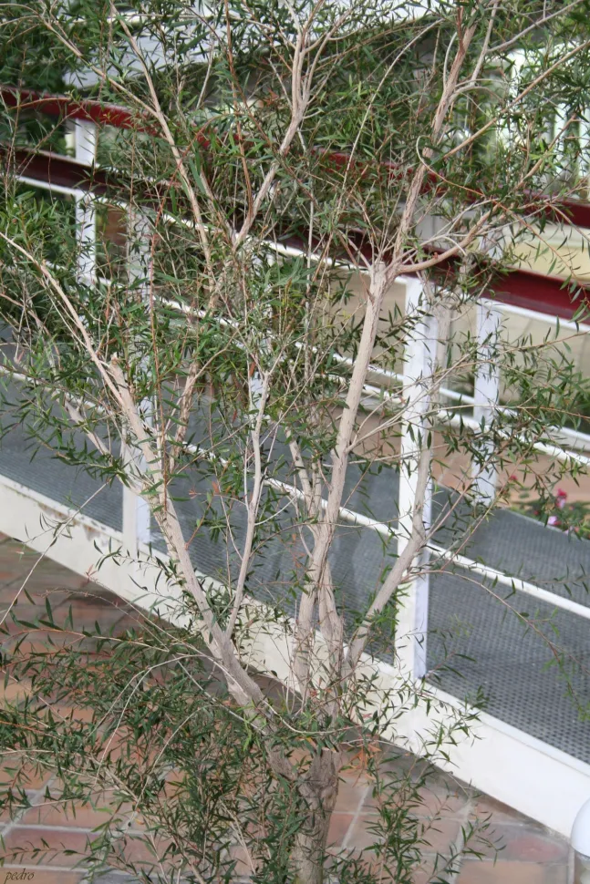 Callistemon laevis Melaleuca citrina shrub