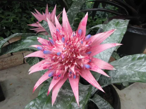 Aechmea Primera en fleur