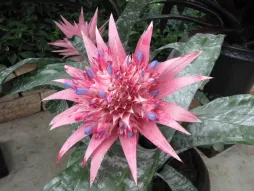 Aechmea Primera en flor