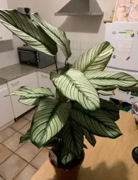 Calathea 'White Star' hojas blancas y verdes