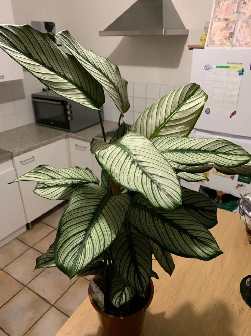 Calathea 'White Star' weiß-grüne Blätter