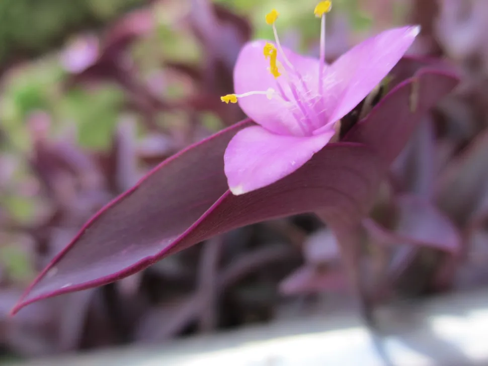 Miseria viola in fiore