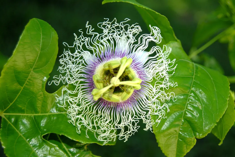 Fiore di granata viola