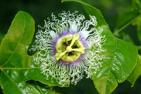Purple grenadilla flower