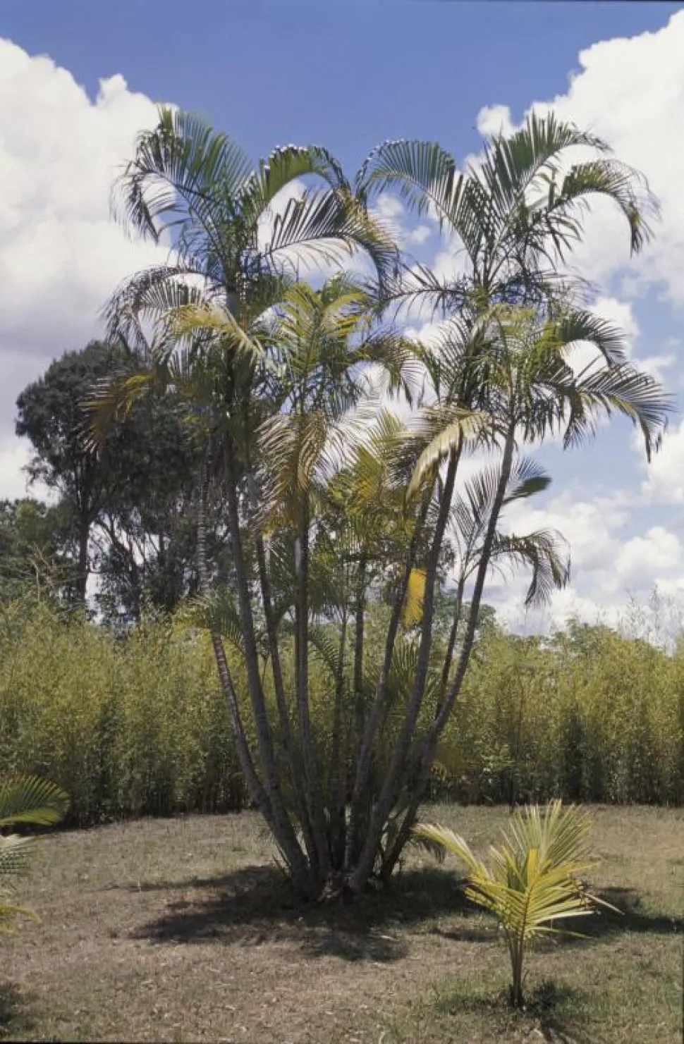 Palmeiras Dypsis lutescens em estado selvagem