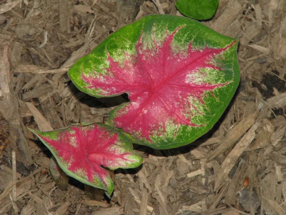 Hojas en forma de corazón Caladium bicolor 'Rosebud