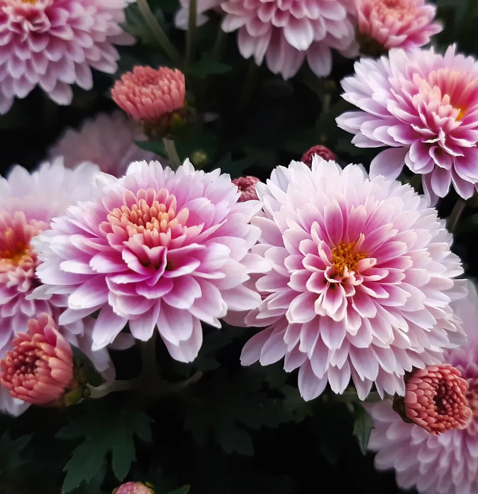 Crisantemo a fiori doppi rosa