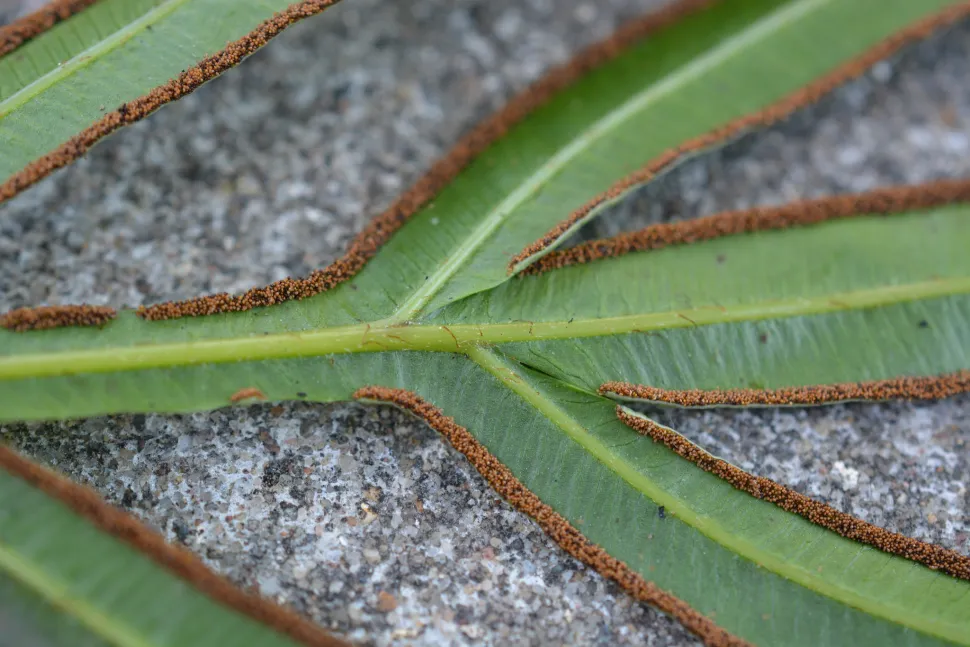 Sporer på undersiden af et Pteris cretica-blad